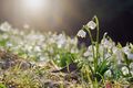 Veranstaltung Online-Frühling geht weiter